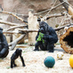 Zoo Praha ve světové špičce